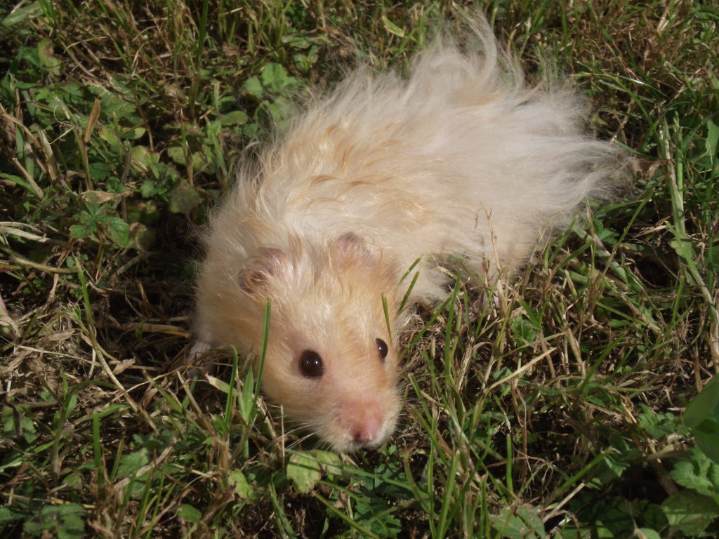 Hamster angora