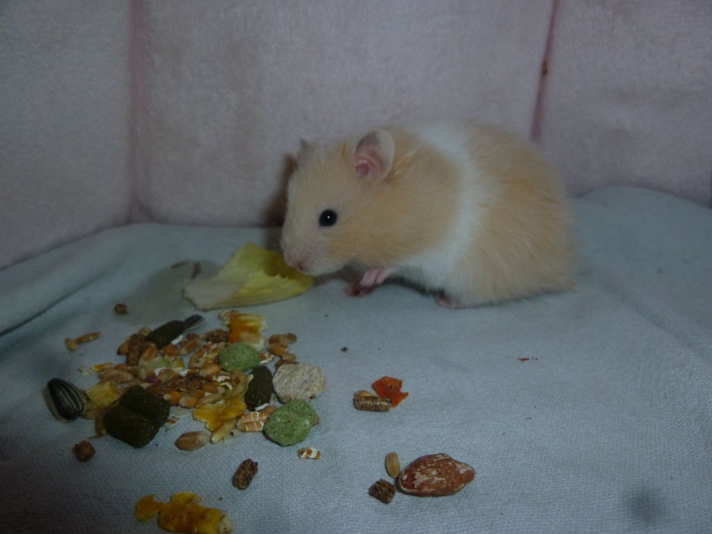 Hamster doré à bandes blanches
