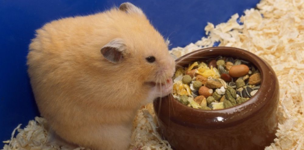 hamster syrien creme