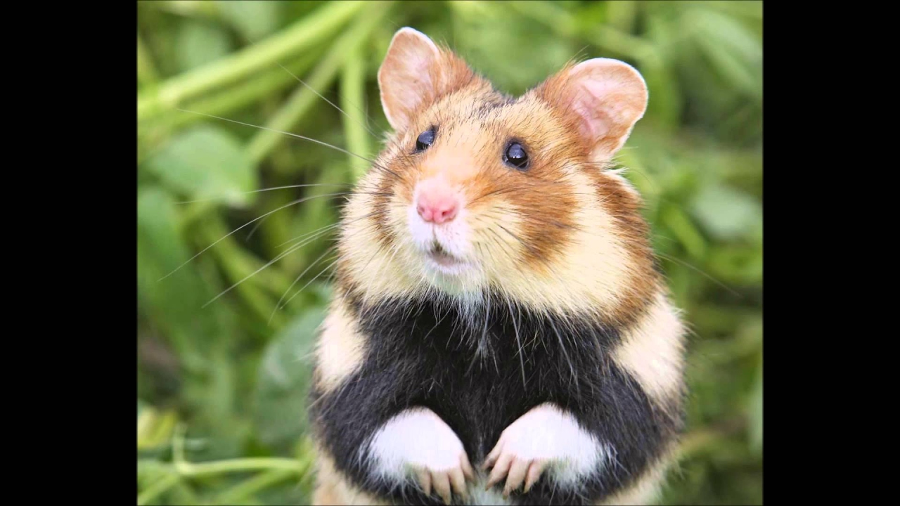 Noms de hamsters Choisir le meilleur nom pour votre hamster